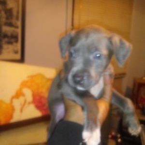 Meet your Posher, Randall